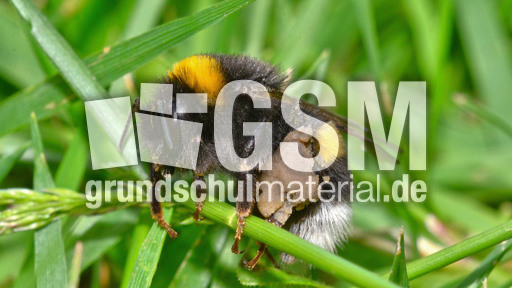 Dunkle_Erdhummel (1).jpg